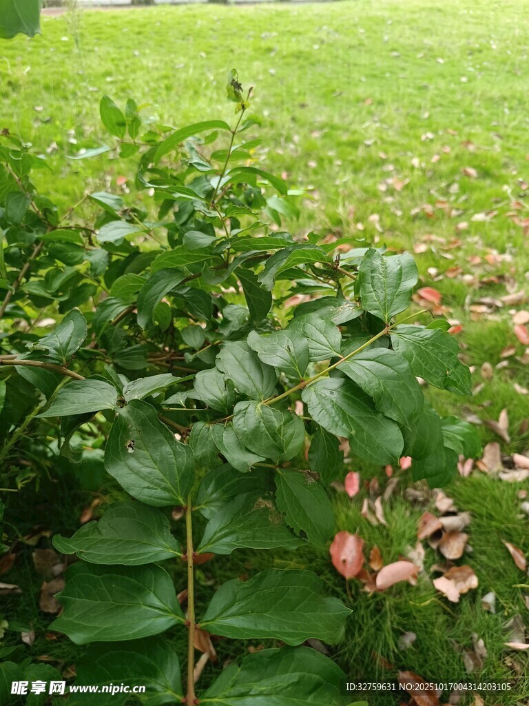 绿叶繁茂的植物景观