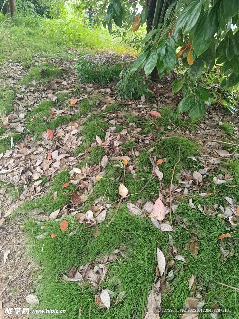 草地落叶景象