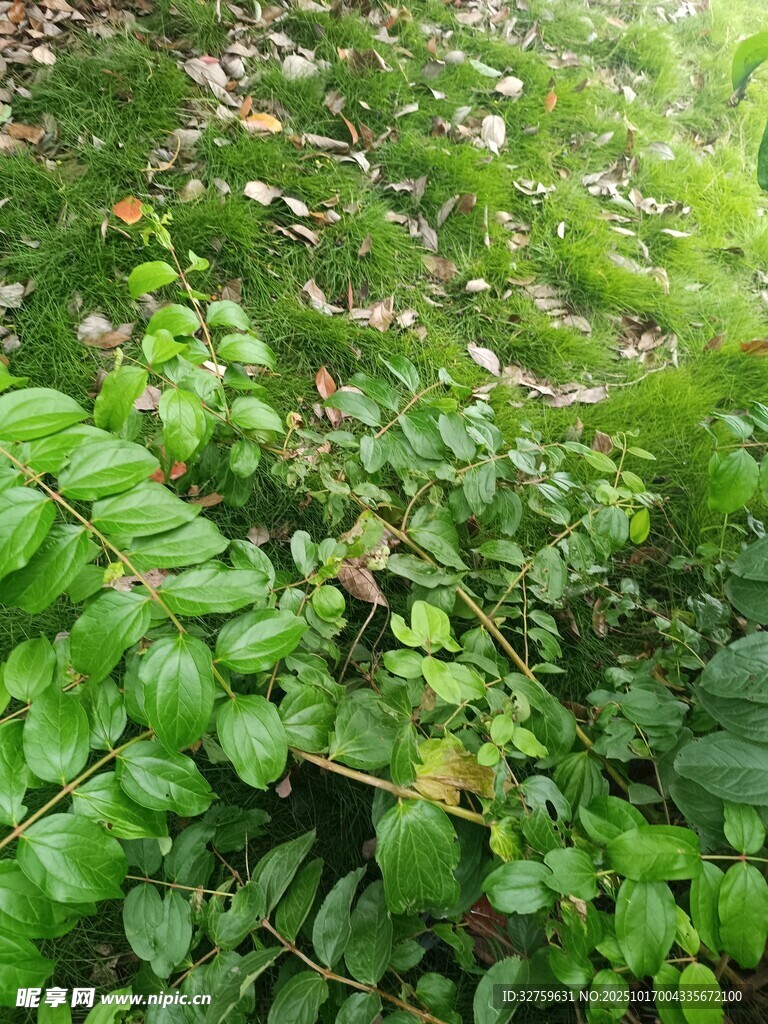 翠绿繁茂的地面植物景观