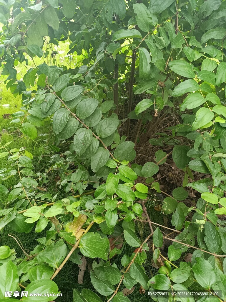 繁茂绿植景观