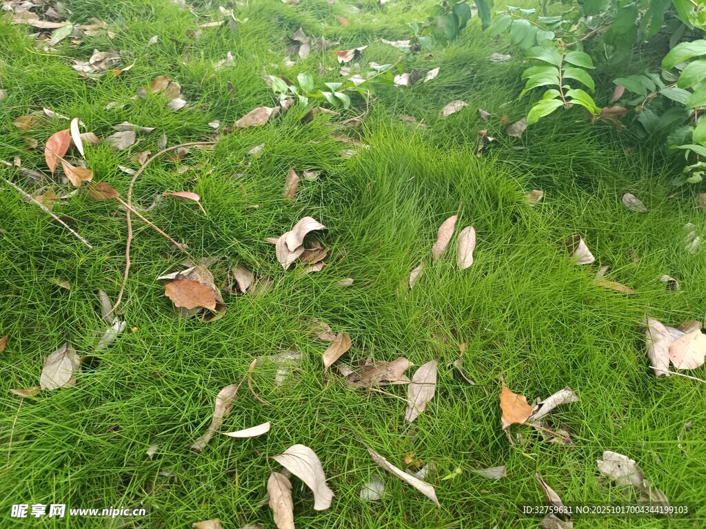 草地上散落的枯叶与绿植