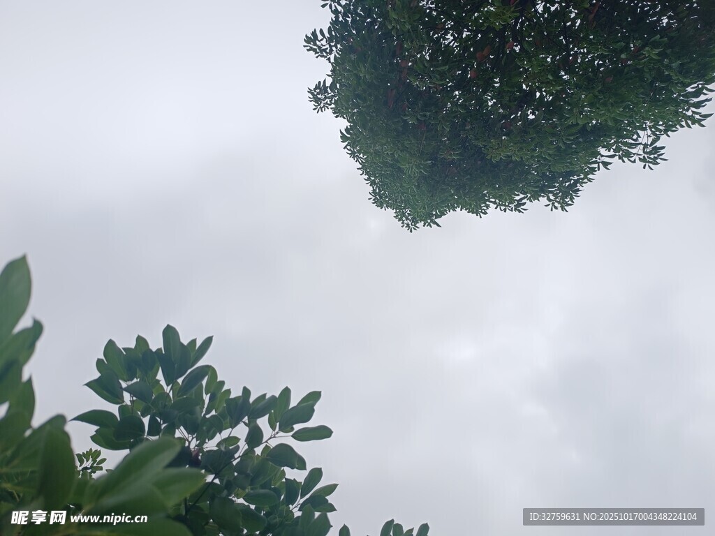仰视枝叶间的天空