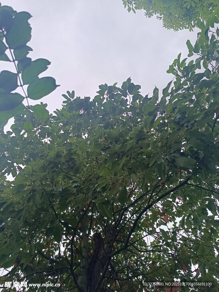 仰视繁茂绿树树冠