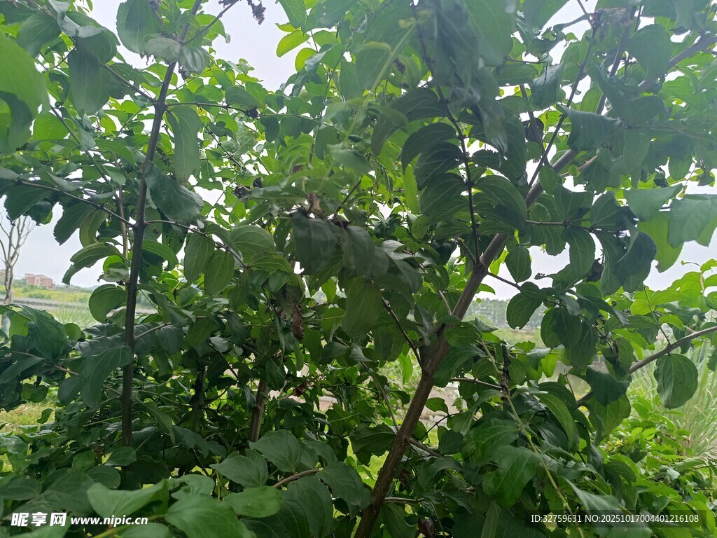 繁茂绿植 