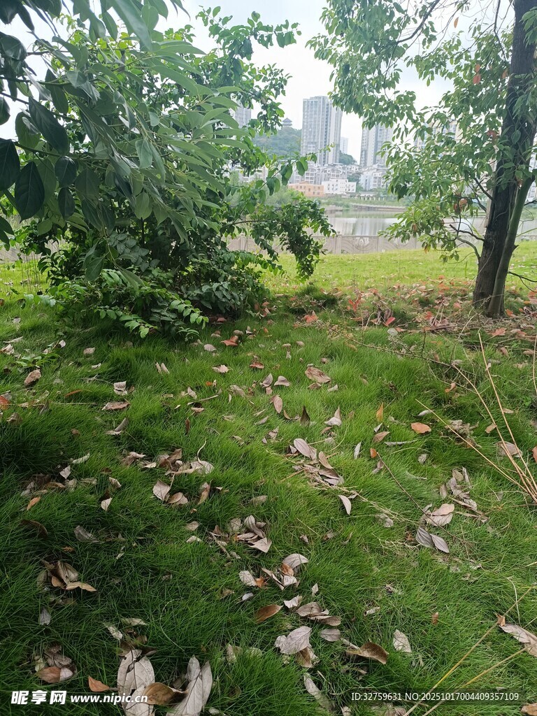 绿意盎然的户外自然景致
