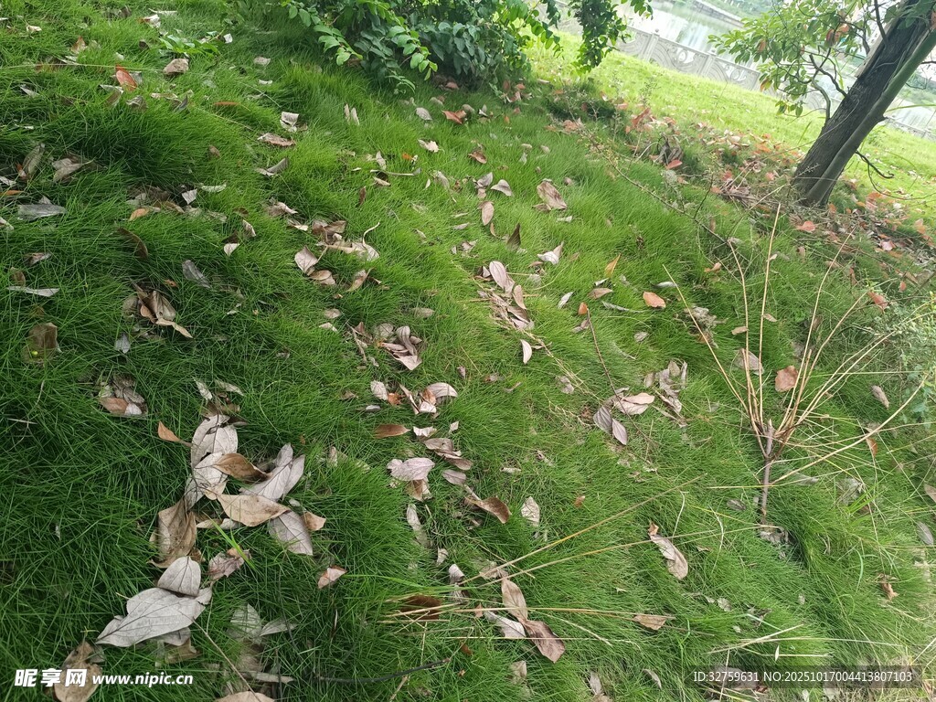 草地上散落的枯叶