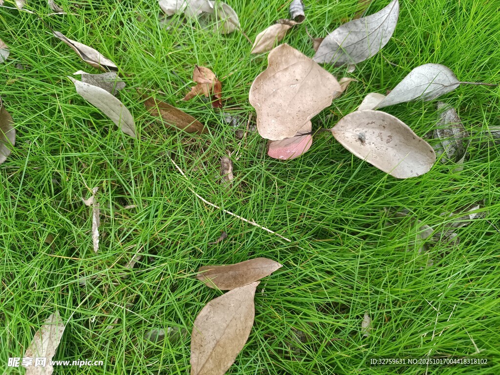 草地上的落叶