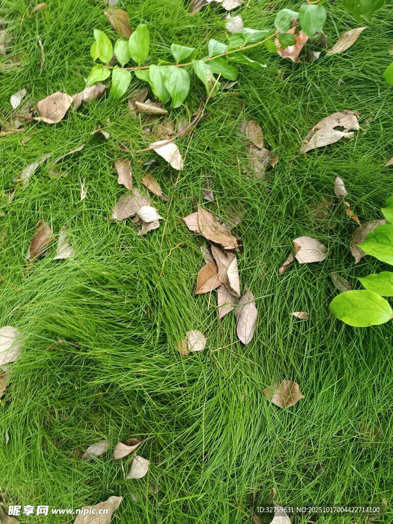 翠绿草地与散落枯叶