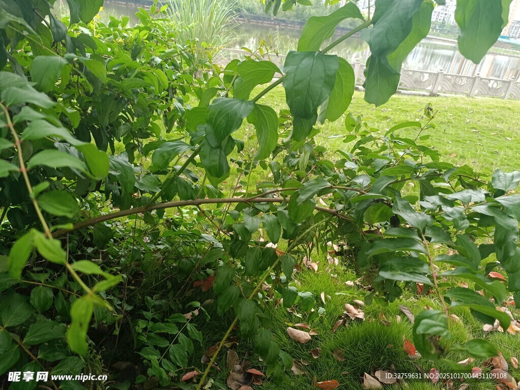绿意盎然的繁茂植物景观