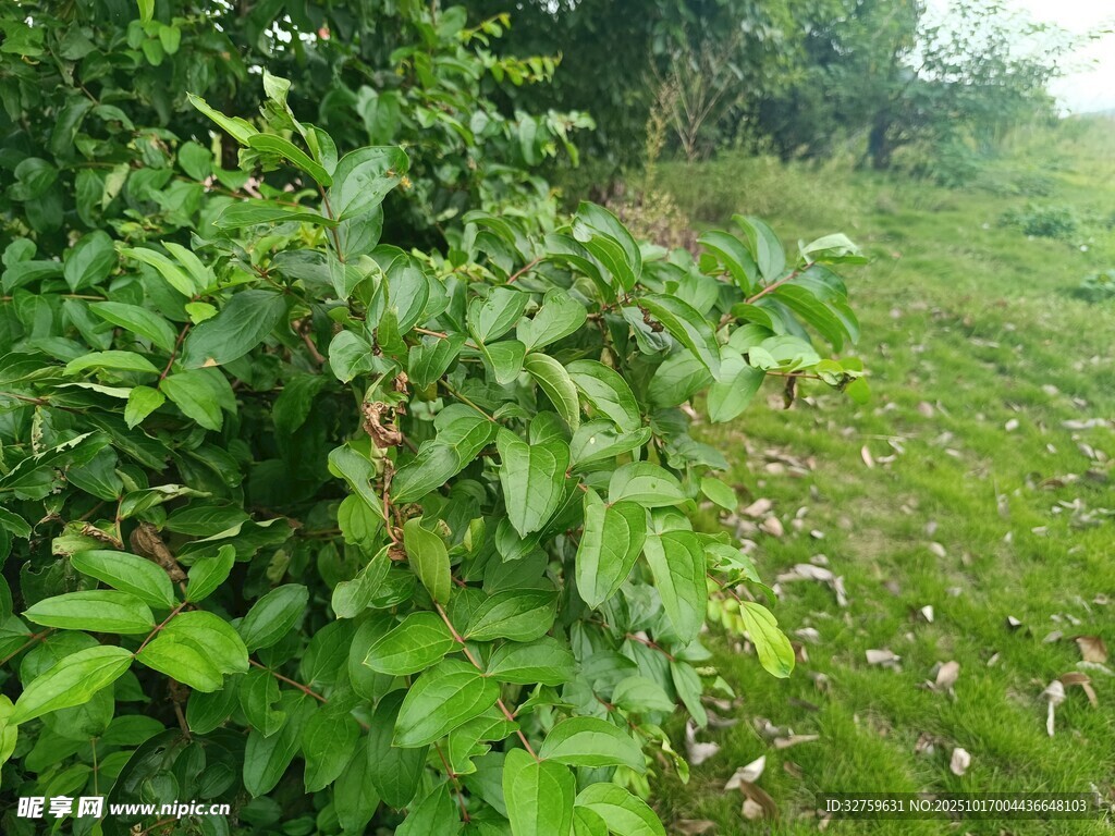 绿意盎然的野外植物景观