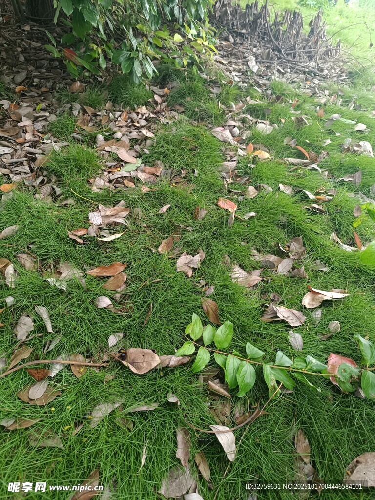 青苔地上的绿植与落叶