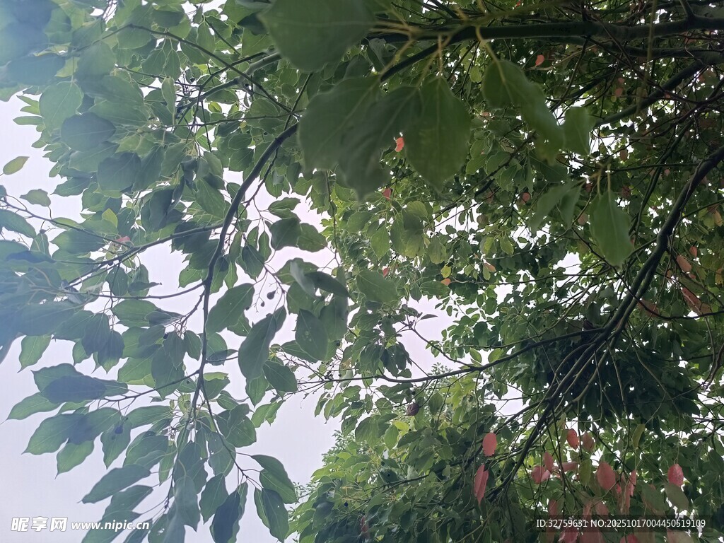 透过枝叶见天空