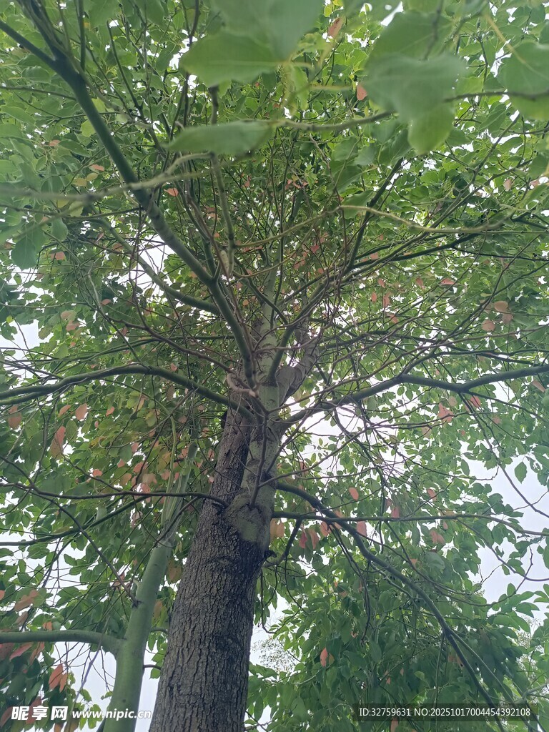 仰视视角下的繁茂大树