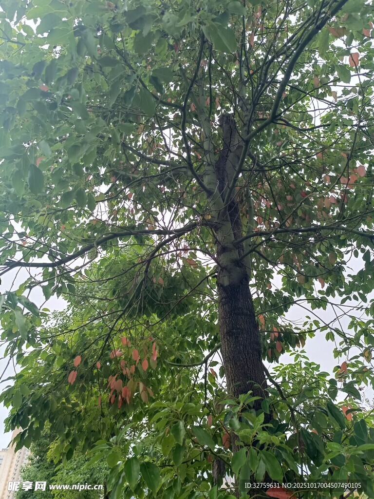 繁茂大树 