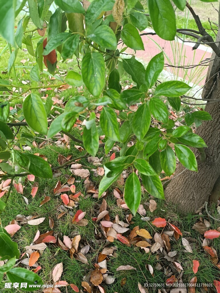 绿叶间散落的缤纷果实