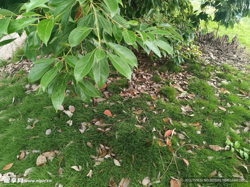 绿叶覆草地的自然景致