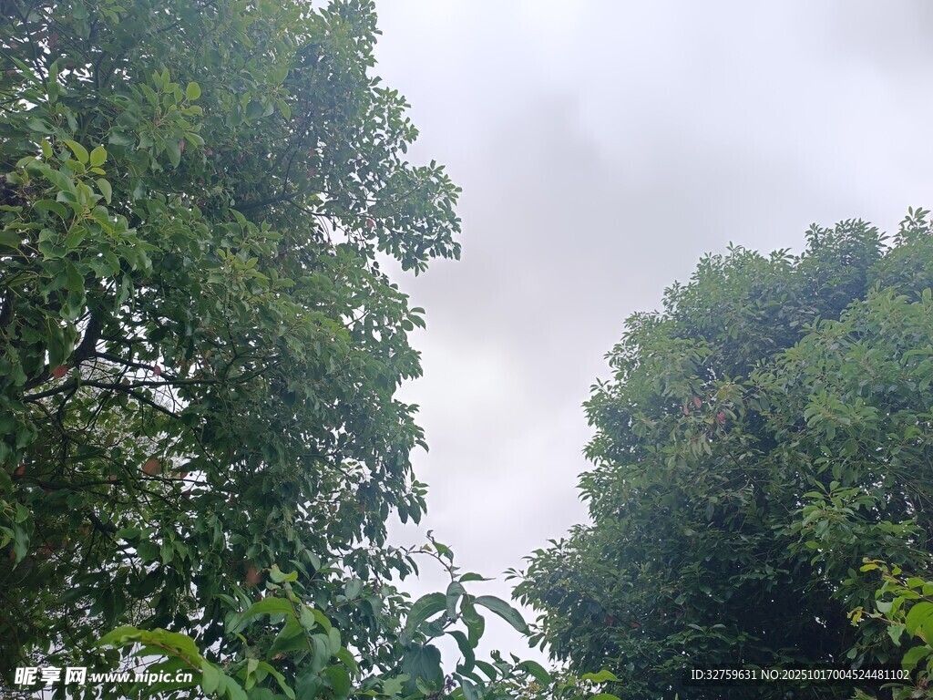 茂密树林景观