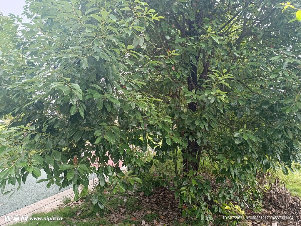 路边绿树生机盎然