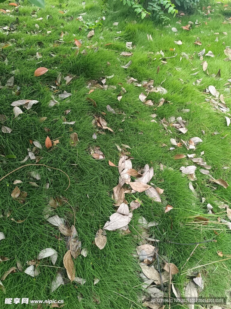 草地上散落的枯叶