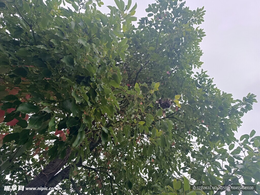 繁茂绿树 