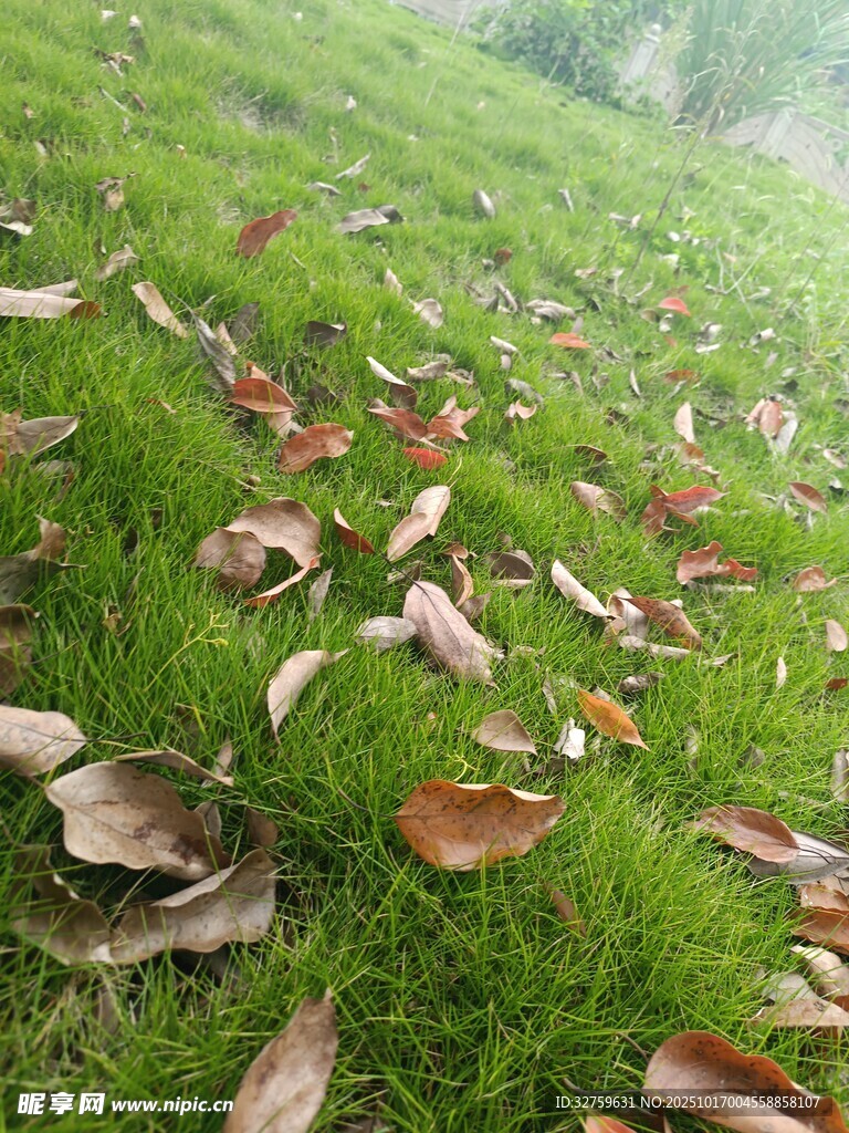 草地上散落的枯黄树叶