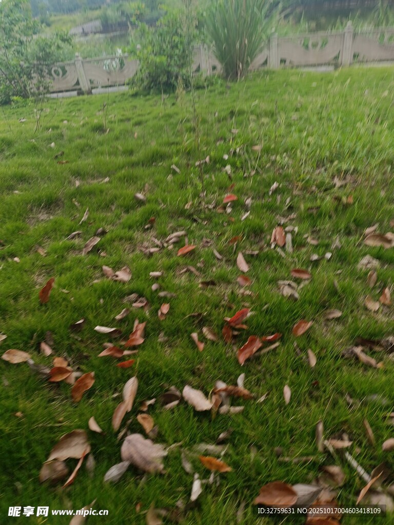 秋日草地落叶景致