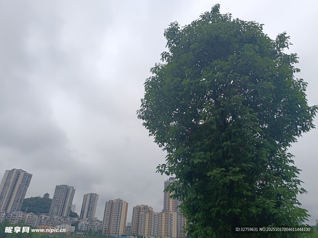 城市中挺拔的葱郁大树