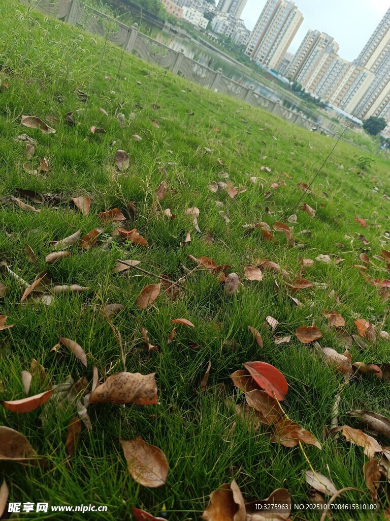 草地落叶与远处高楼景象