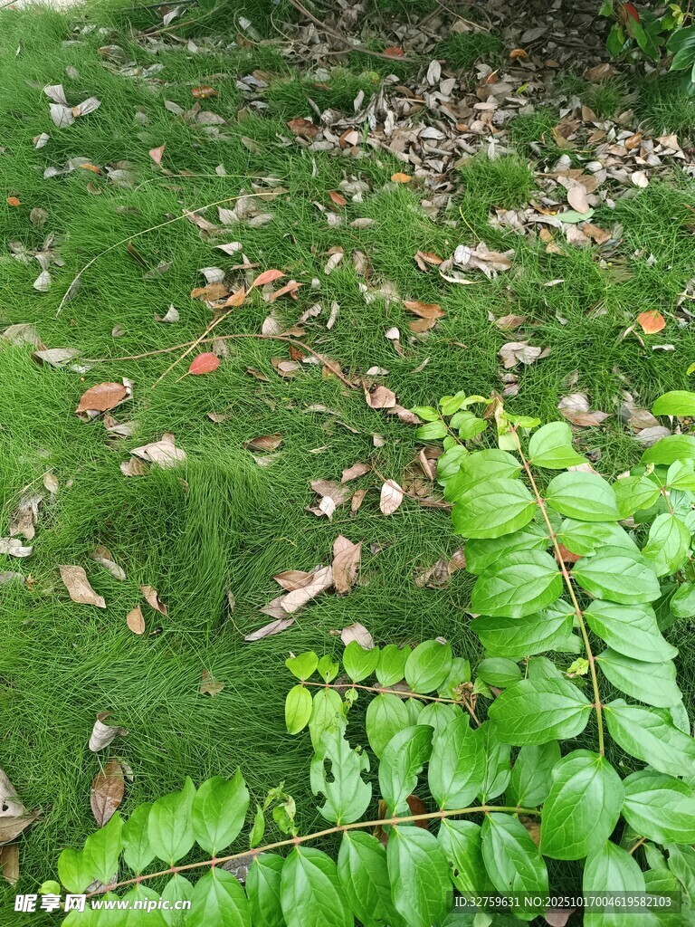 草地蕨类与落叶景观