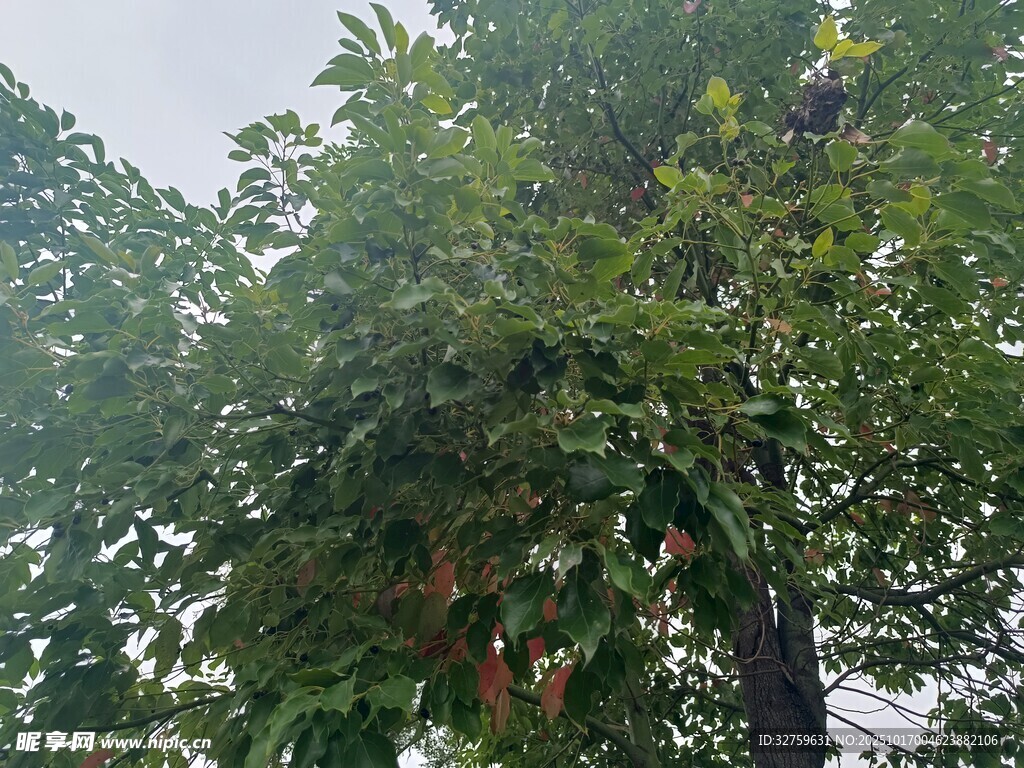 绿叶繁茂的树木景观