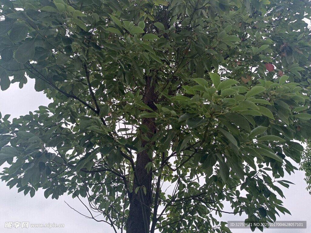 高大繁茂的绿树