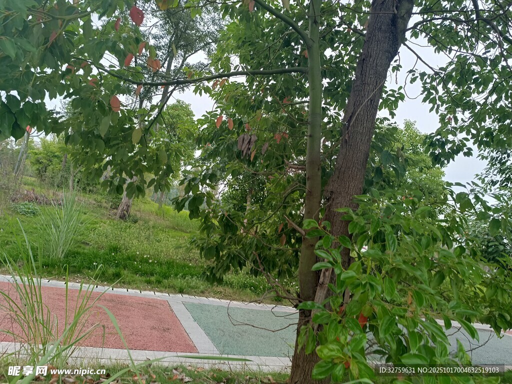 户外绿树环绕的小径
