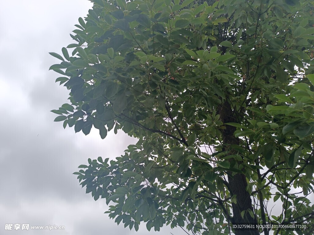 高大绿树映衬灰白云层