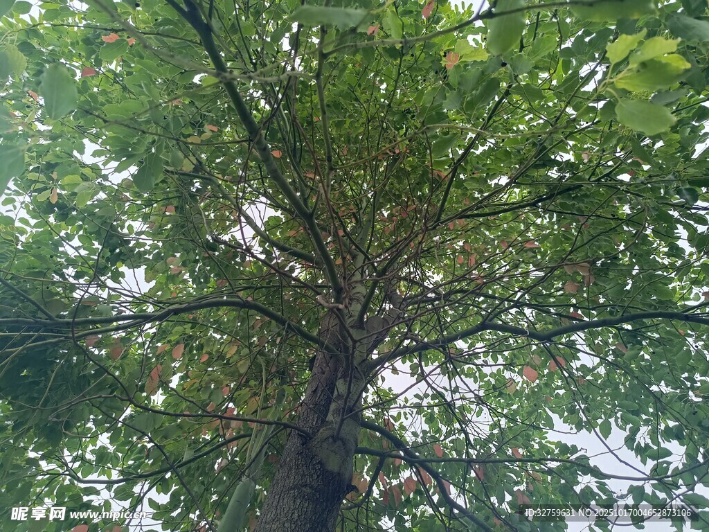 仰视视角下的繁茂绿树