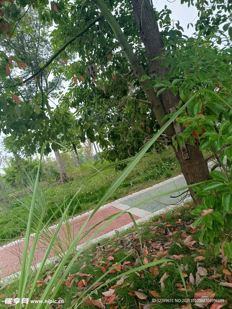 林间小径旁的绿植景观