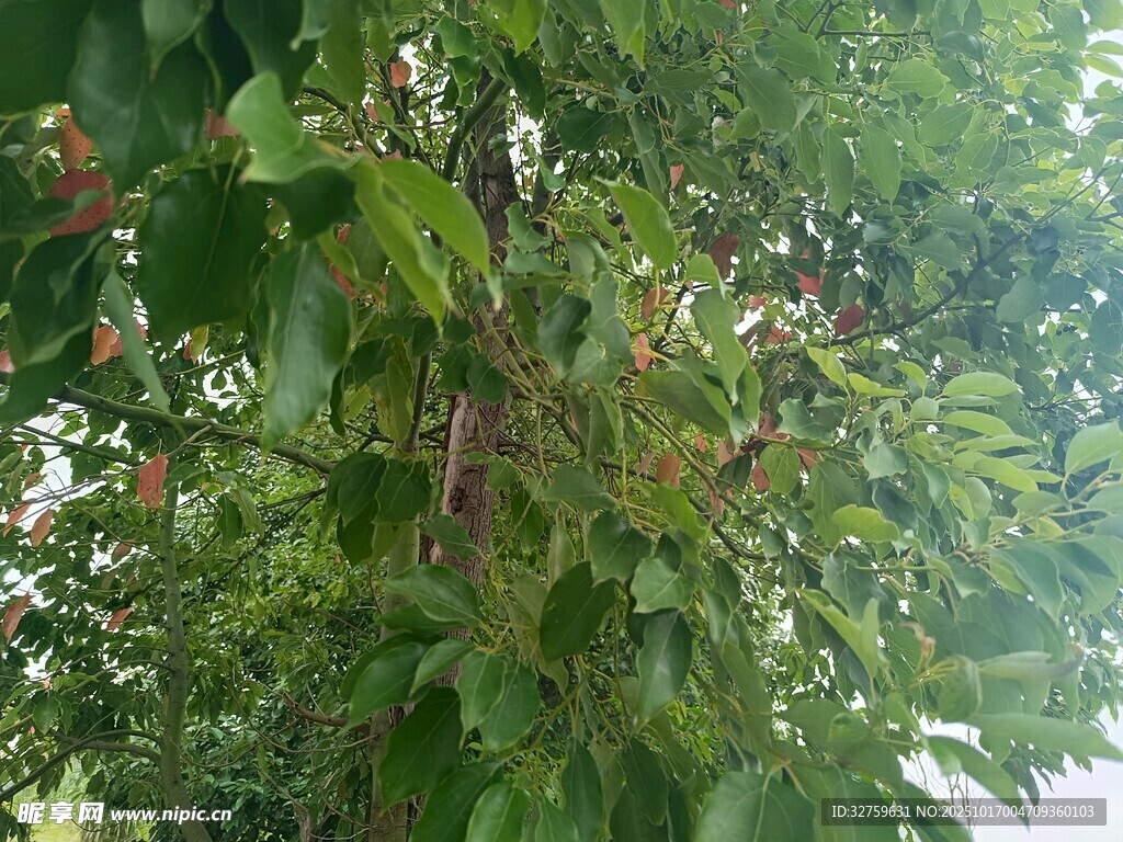 绿叶间的繁茂植物