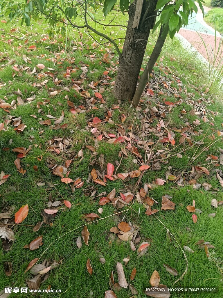 树下落叶铺就秋日景致
