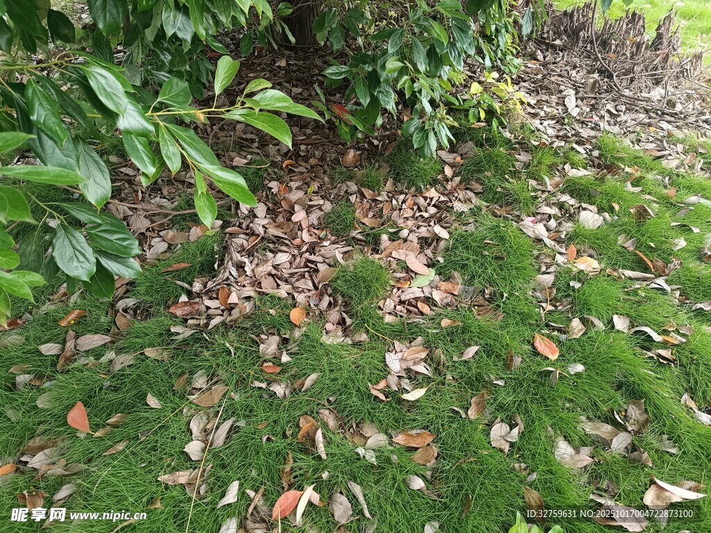 草地落叶与绿植景象