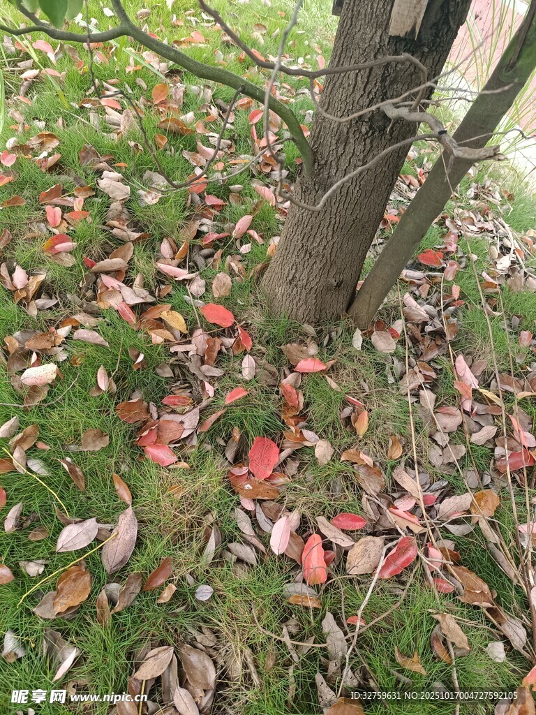 树下落叶缤纷的秋日景象