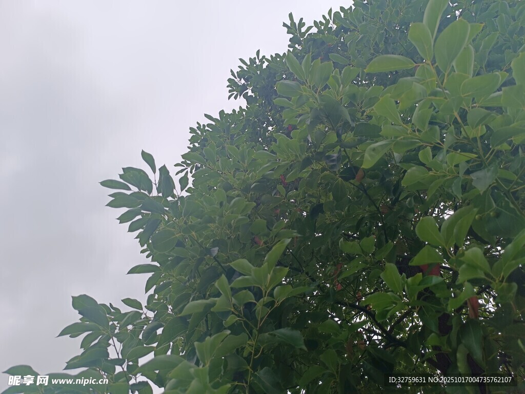 绿叶繁茂的树冠