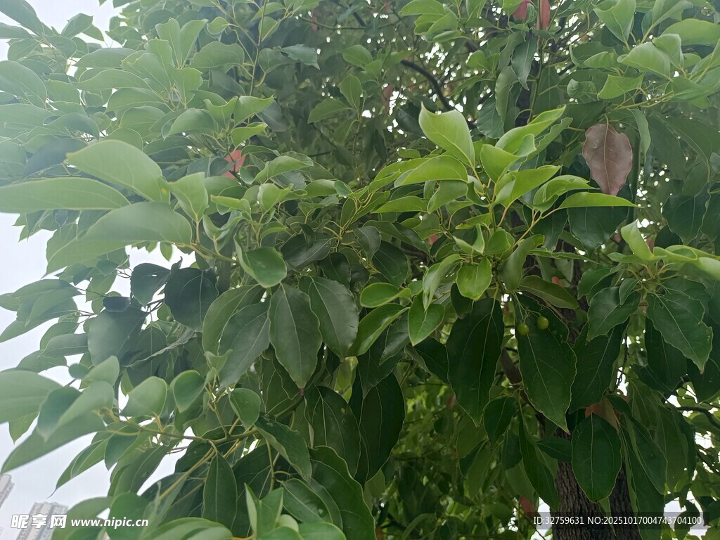 绿叶间的繁茂植物