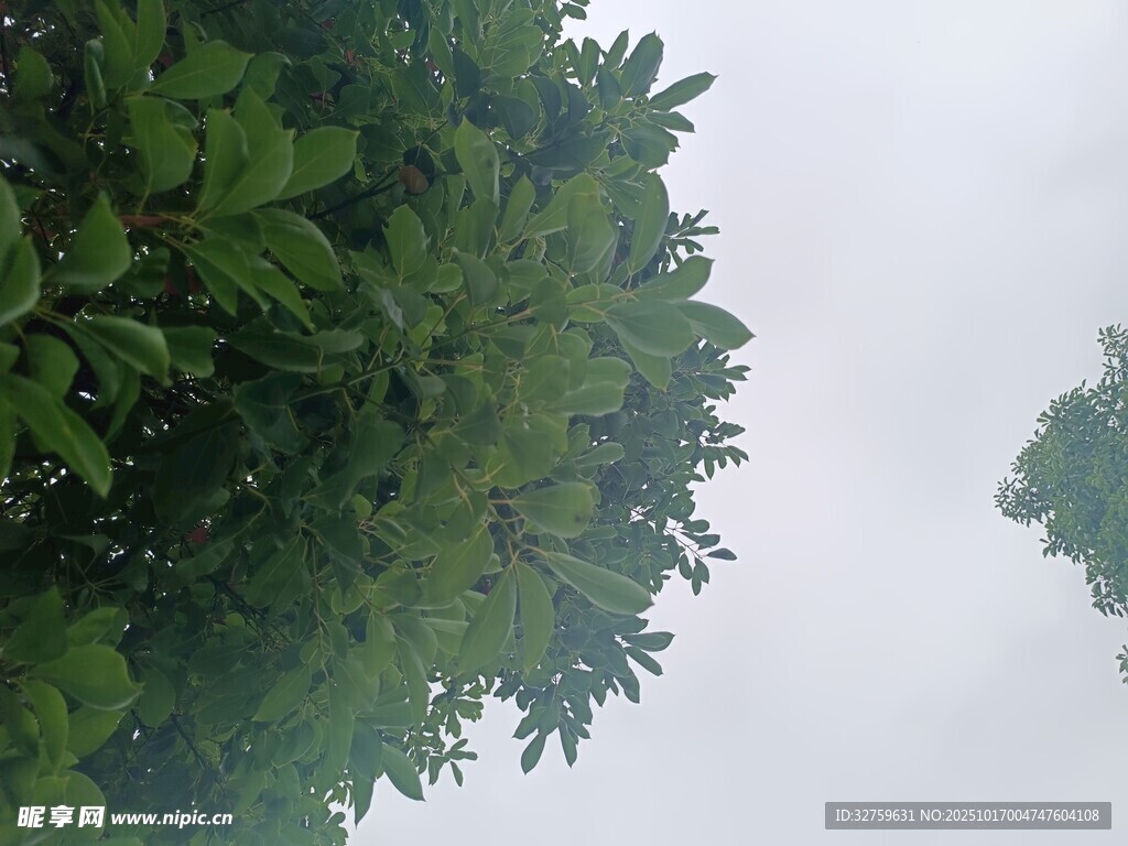 仰视茂密绿树与朦胧天空