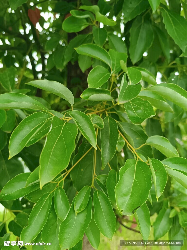绿叶繁茂的树枝