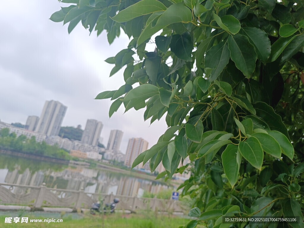 绿叶掩映下的城市景观