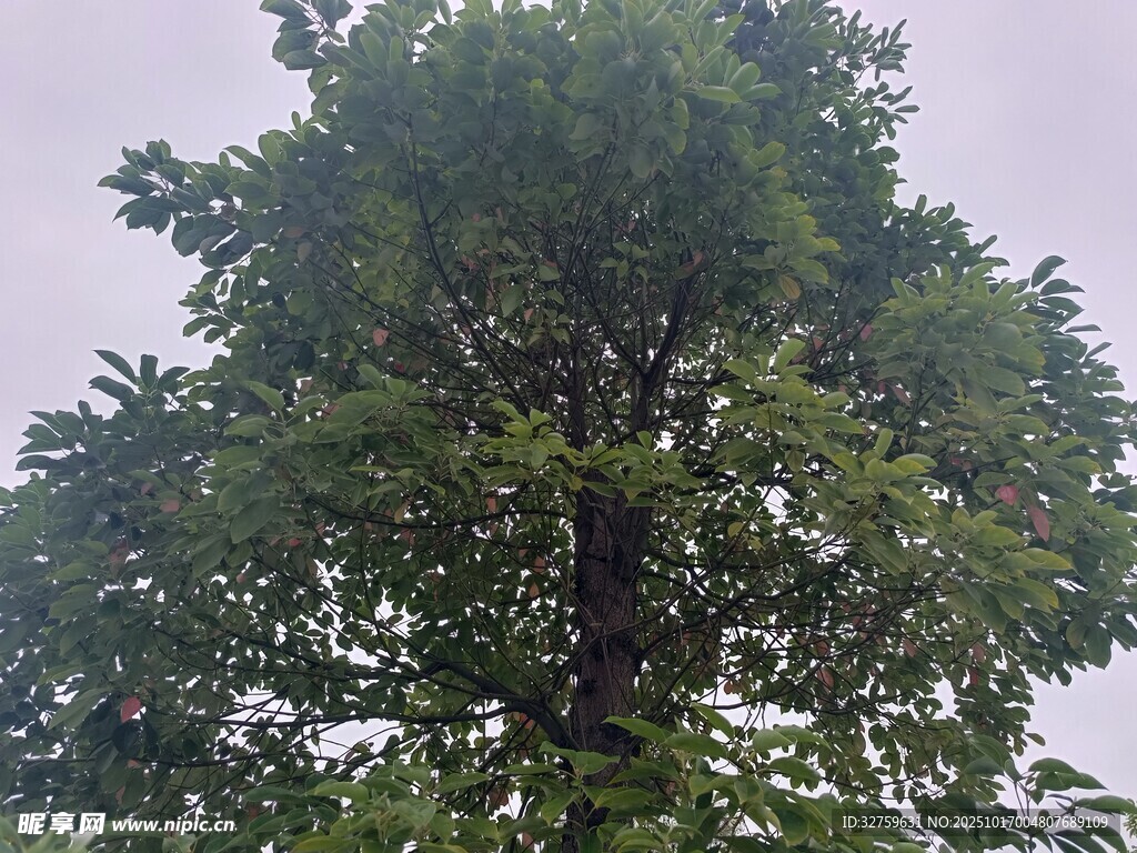高大繁茂的绿色树木