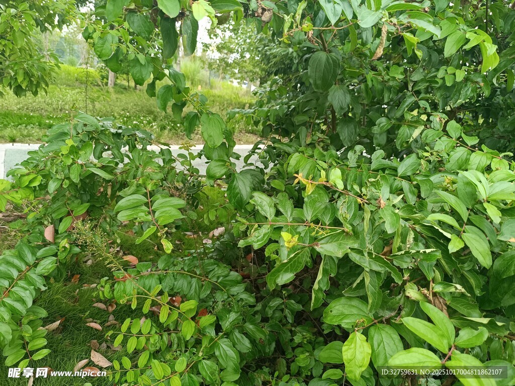 绿意盎然的繁茂植物景观