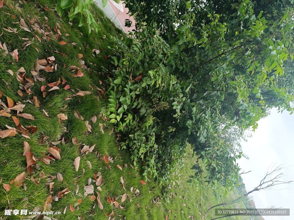 草地旁的繁茂绿植