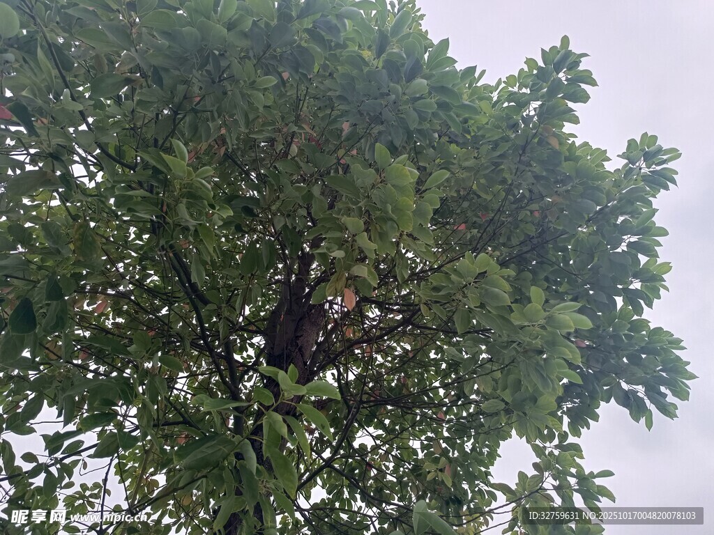 树上鸟巢
