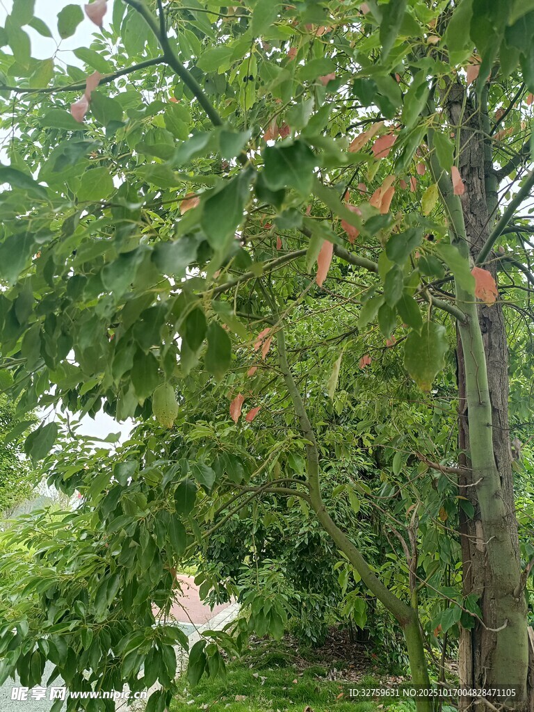 绿叶繁茂的树木景观