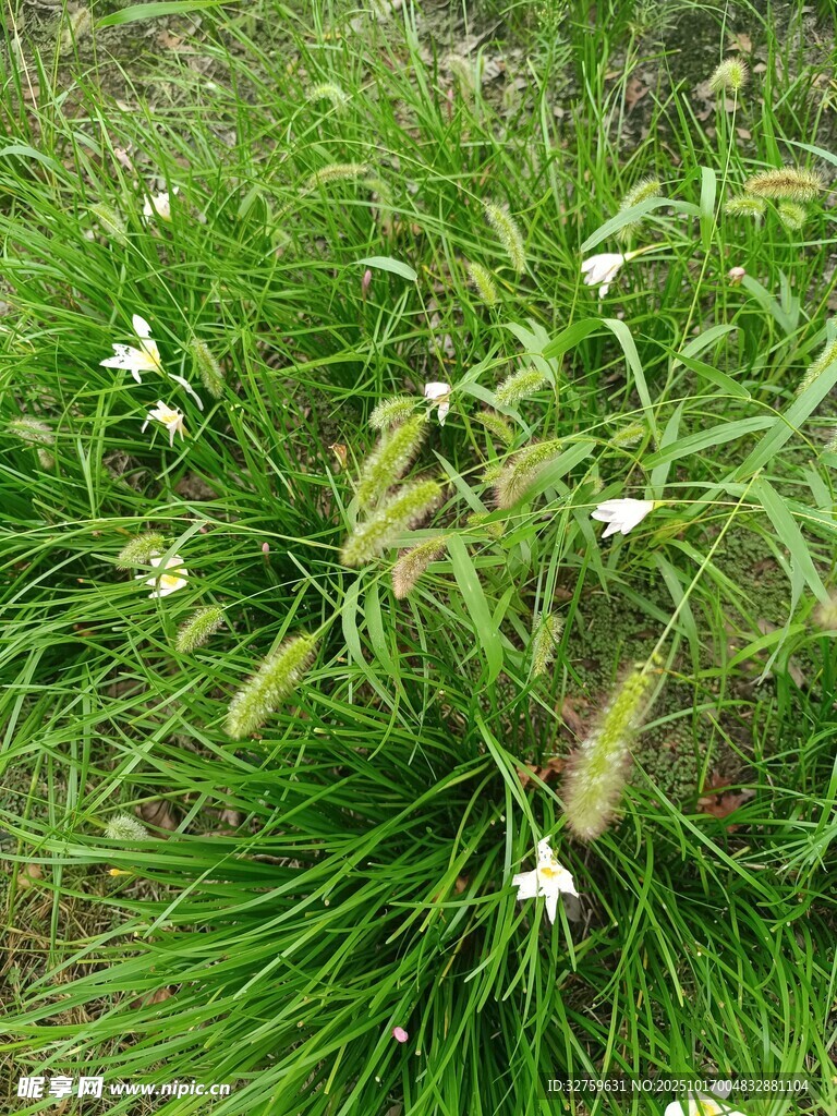 草丛中的白色小花